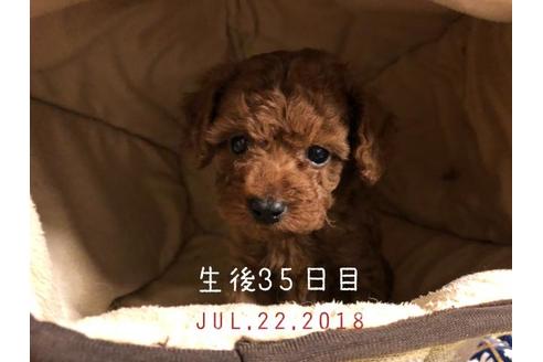 成約済の愛媛県のトイプードル-53355の1枚目